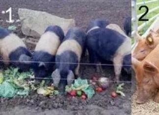 Features of the development of pig farming at home How to raise pigs at home