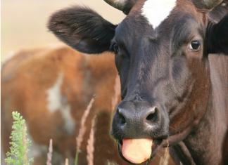 Εκτροφή αγελάδων γαλακτοπαραγωγής ως επιχείρηση