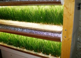 Выращивание зелени на продажу в домашних условиях как бизнес Тепличный бизнес выращивание зелени